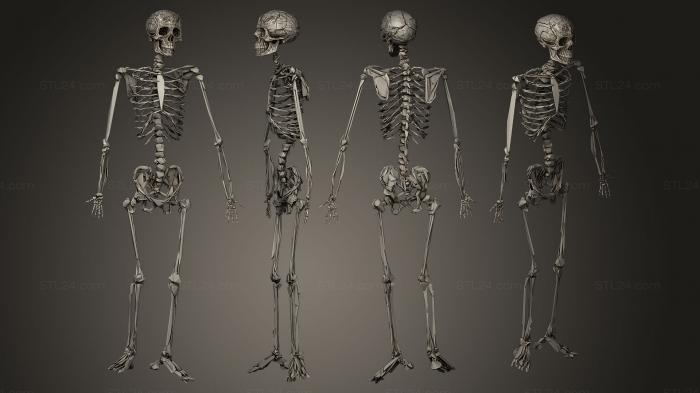 Анатомия скелеты и черепа (Исследование скелета, ANTM_0041) 3D модель для ЧПУ станка